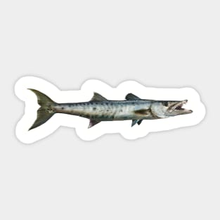 Barracuda Sticker